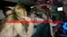 Spettacoli-sorprese-in-limousine (7)